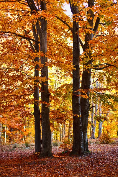 Fall landscape — Stock Photo, Image