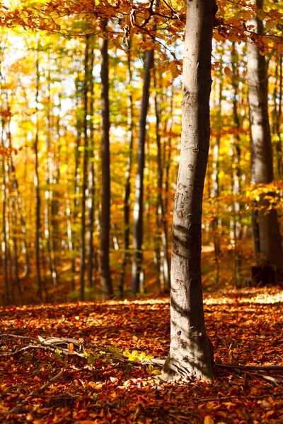 Fall landscape — Stock Photo, Image