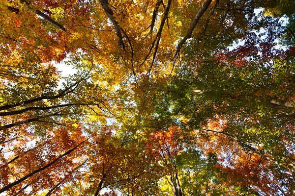 秋天风景 — 图库照片