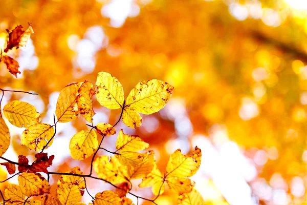 Faggio foglie sfondo — Foto Stock