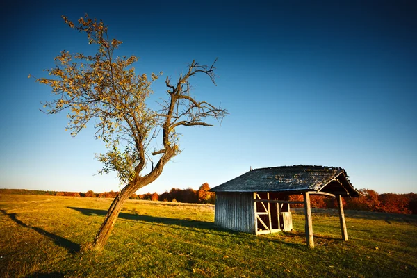 오래 된 나무 쉼터 — 스톡 사진