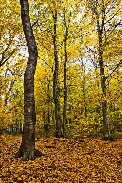 秋季景观 免版税图库图片