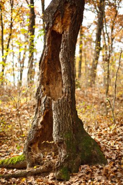 Tree stump clipart