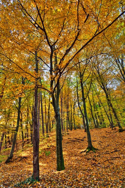 秋季景观 — 图库照片