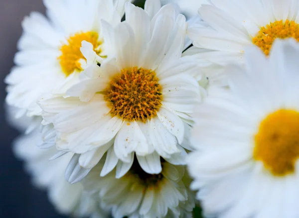 White Chrysanthemum flowers — Stock Photo, Image