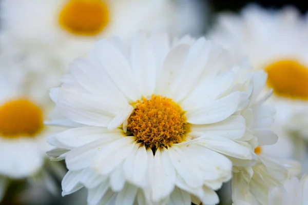 Цветы белой хризантемы — стоковое фото