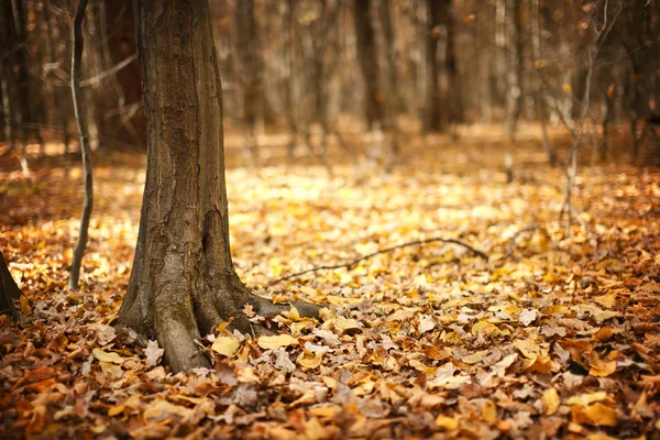 Herbstliche Landschaft mit Wald — Stockfoto