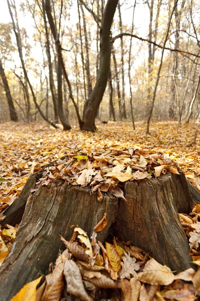 Bükk stump az erdő — Stock Fotó