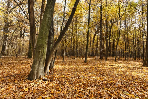 Осенний пейзаж с лесом — стоковое фото
