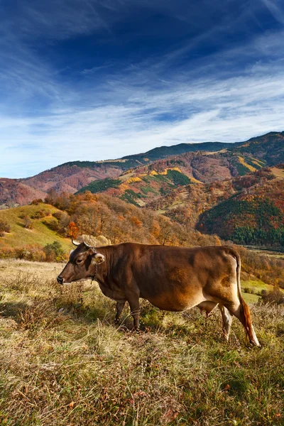 Корова в альпийском ландшафте — стоковое фото