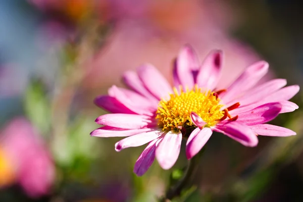 Abelha em flor — Fotografia de Stock