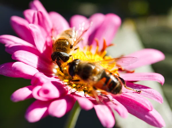Méhecske Virág — Stock Fotó
