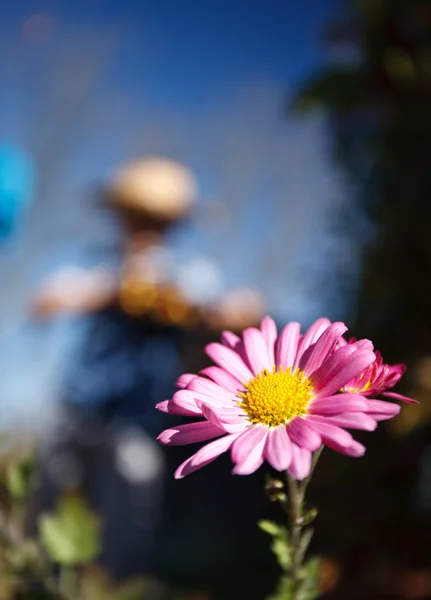 Macro of a daisy with the gardener in background — Stock Photo, Image
