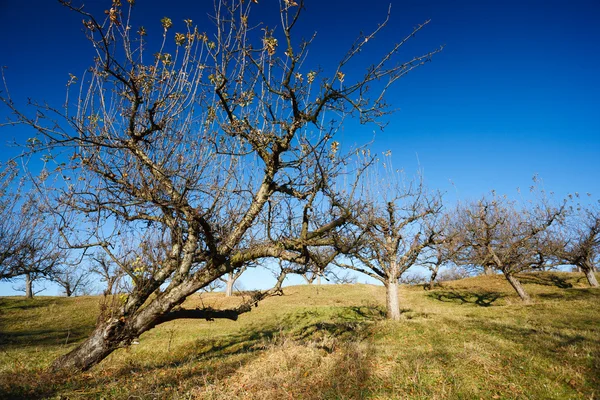 Orchard efter skörd — Stockfoto