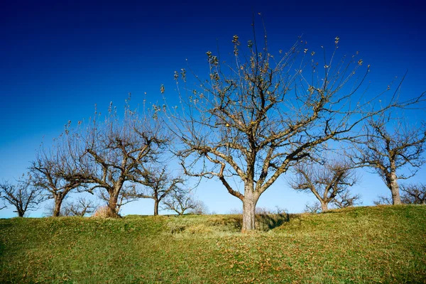 Orchard na de oogst — Stok fotoğraf
