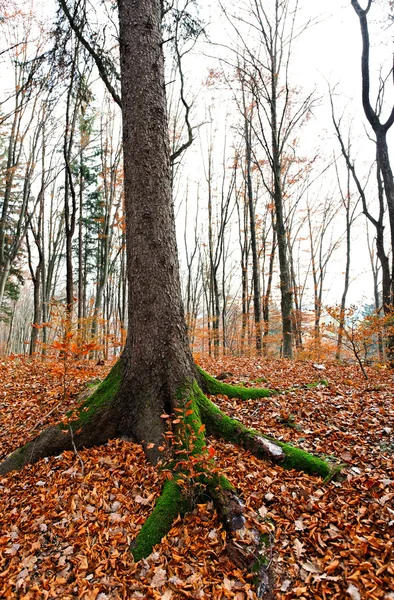 ブナの木 — ストック写真