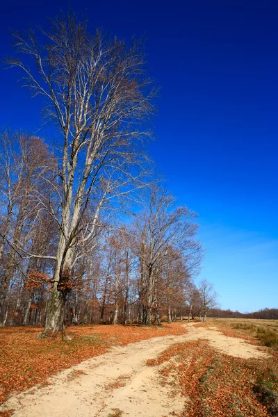 Krajobraz z lasu jesienią — Zdjęcie stockowe