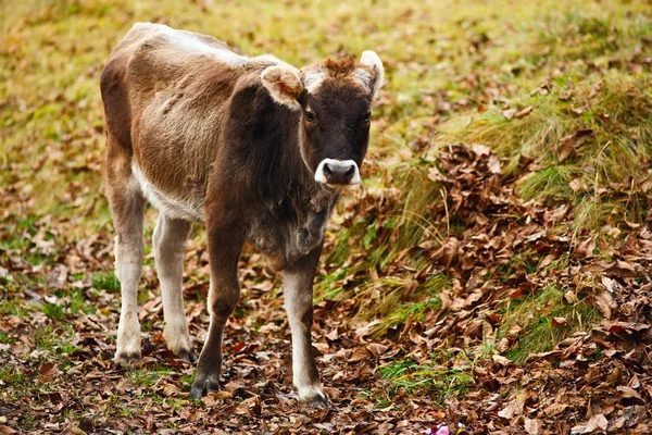 茶色の子牛 — ストック写真