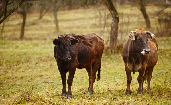 Kor på betesmark — Stockfoto