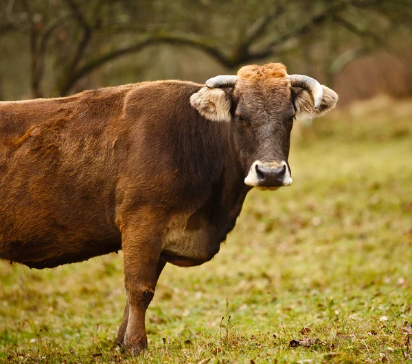 Αγελάδα σε ένα λιβάδι — Φωτογραφία Αρχείου