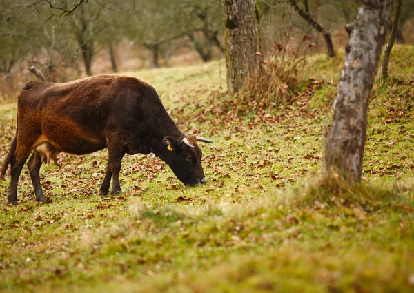 Ko på en betesmark — Stockfoto