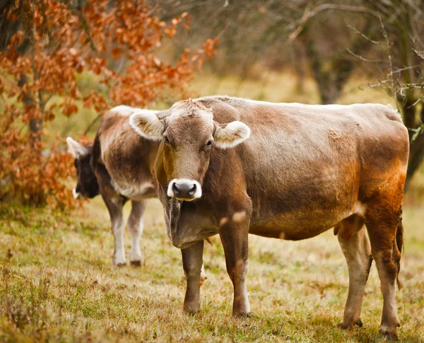 Vaches sur un pâturage — Photo