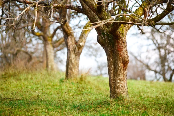 Kasım ayı sonlarında boş elma ağaçlarında — Stok fotoğraf