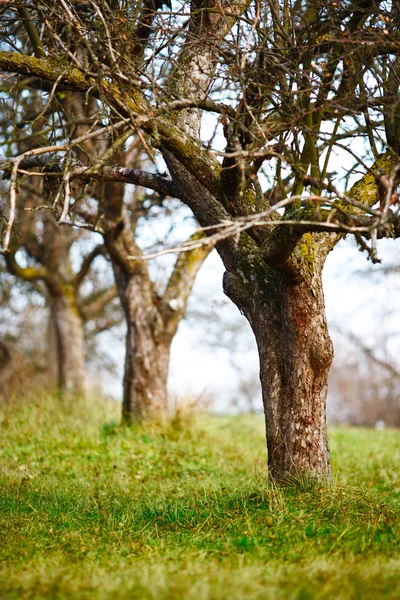 Árvores de maçã vazias no final de novembro — Fotografia de Stock