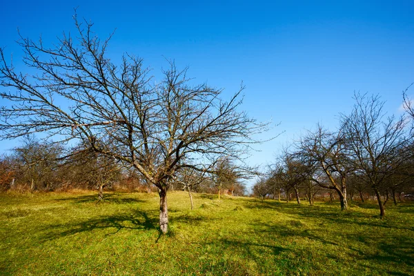 Obstgarten mit leeren Bäumen — Stockfoto