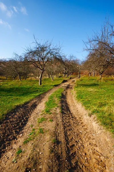 Kırsal yol ve ağaçları — Stok fotoğraf