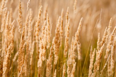 seçici odak ile bulrush