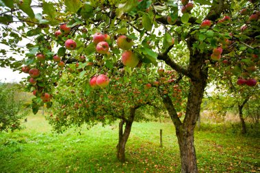 Kırmızı elma ile elma ağaçlarının
