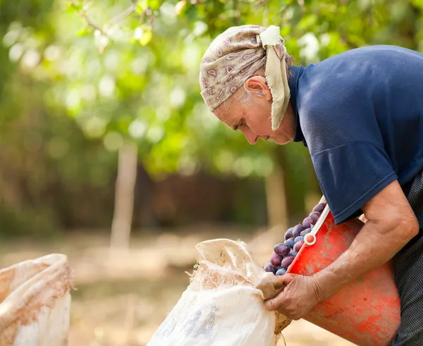 Anciana cosechando ciruelas — Foto de Stock