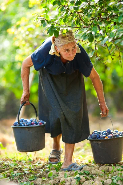 Anciana cosechando ciruelas — Foto de Stock
