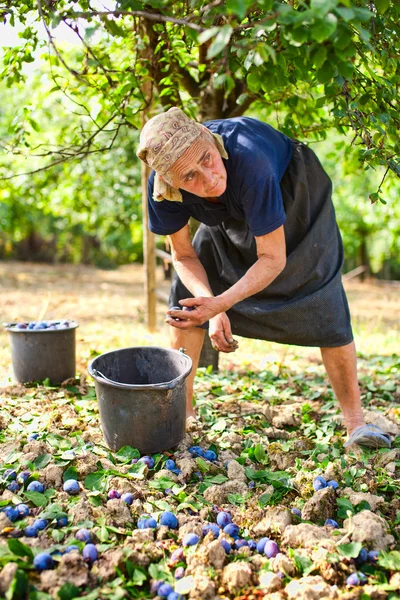 Gammal kvinna skörda plommon — Stockfoto