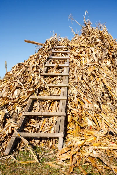 Стек кукурудзяних стебел — стокове фото