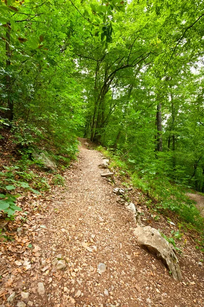 Fußweg im Wald — Stockfoto