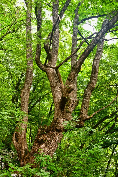 Gammalt träd i skogen — Stockfoto
