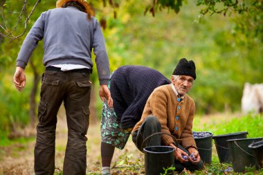 Rural family harvesting plums clipart