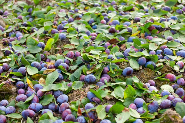 Plums shaken down at harvest — Stock Photo, Image