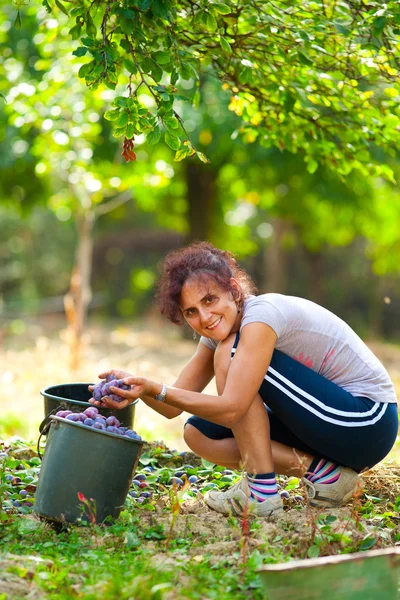 Young lady picking plums — Stock Photo, Image