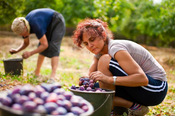 Young lady picking plums — Stock Photo, Image
