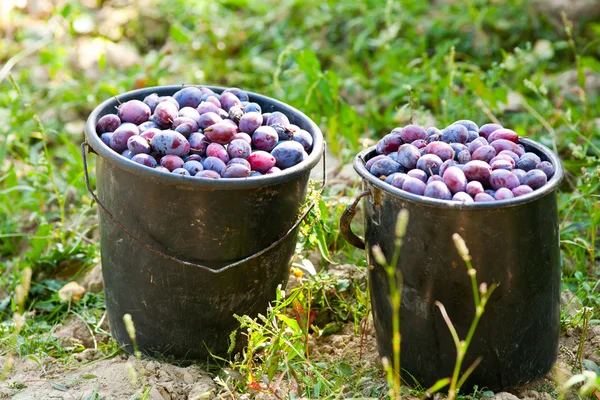 Buckets with harvested plums — Stock Photo, Image