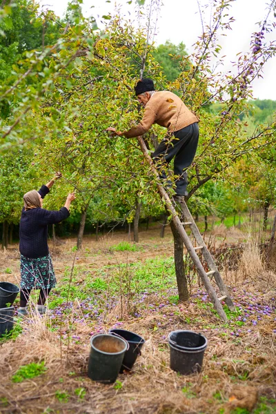 Gammal bonde och hustru plocka plommon — Stockfoto