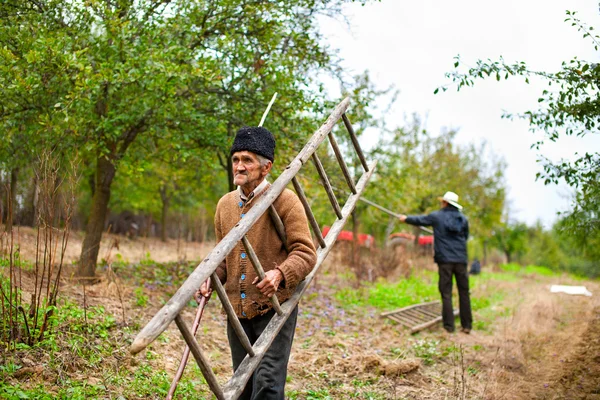 Velho agricultor com uma escada de madeira — Fotografia de Stock