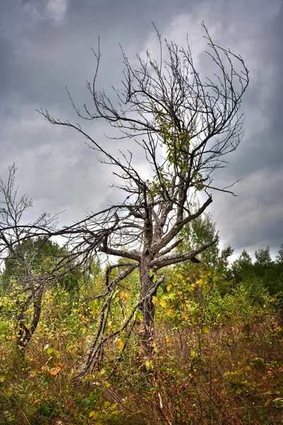 Πεθαμένο δέντρο υπό συννεφιασμένο ουρανό — Φωτογραφία Αρχείου
