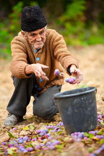 Старший фермер збирає сливи — стокове фото