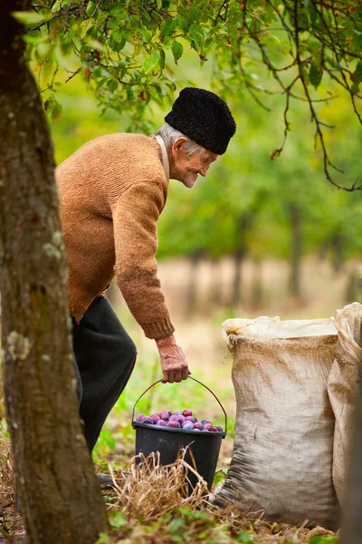 Senior boer met een emmer van pruimen — Stockfoto