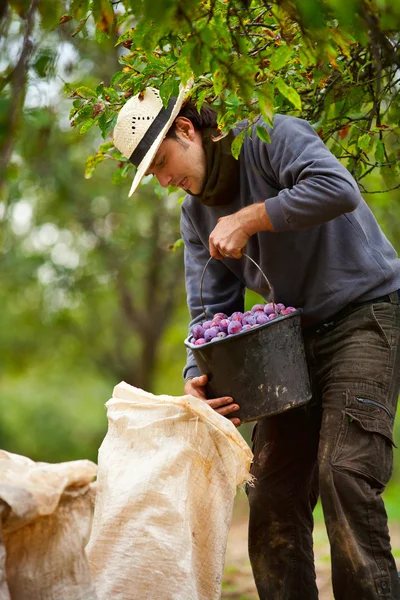 Jóvenes agricultores en la cosecha de ciruelas — Foto de Stock