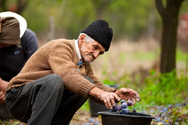 Senior farmer picking plums — Stock Photo, Image